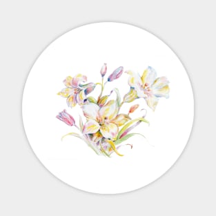 Color pencil of Easter Lilies Magnet